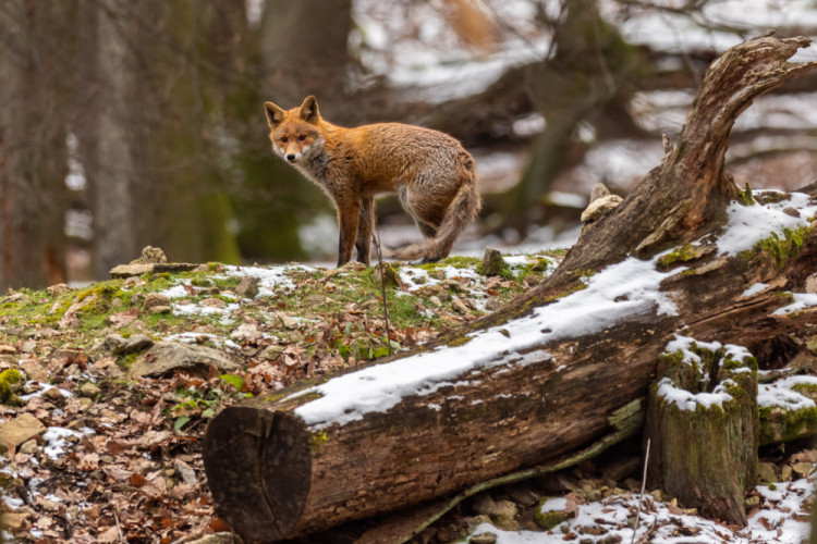 Líška hrdzavá, The red fox (Vulpes vulpes)