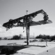 Mojave Shoe Tree