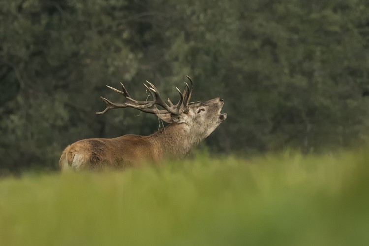 Jelen lesní (Cervus elaphus)