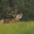 Jelen lesní (Cervus elaphus)