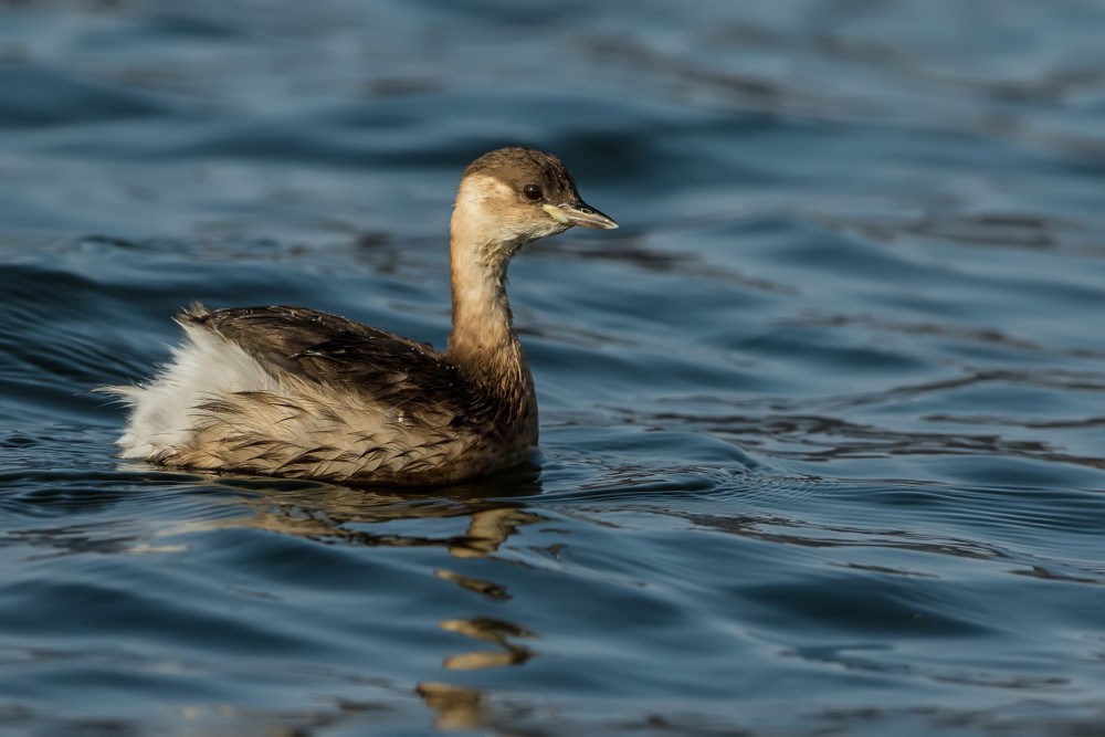 Potápka malá (Tachybaptus ruficollis)