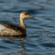 Potápka malá (Tachybaptus ruficollis)