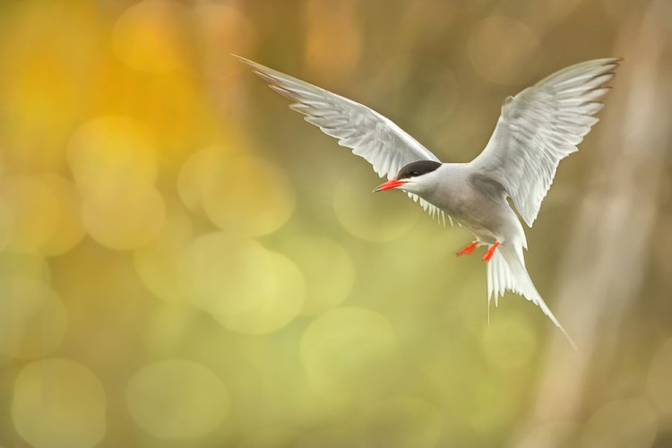 Rybák obecný (Sterna hirundo)