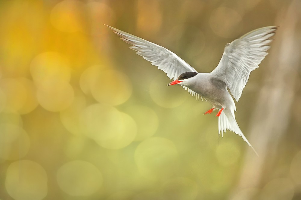 Rybák obecný (Sterna hirundo)