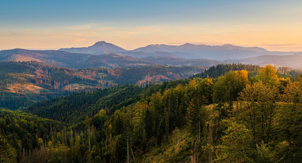 Orava