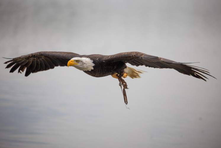 Photodoctors: Dravce pri Dunaji