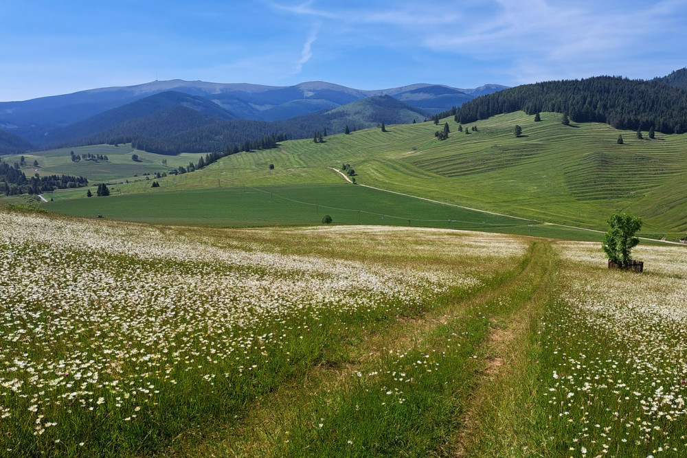 Margaretkovo