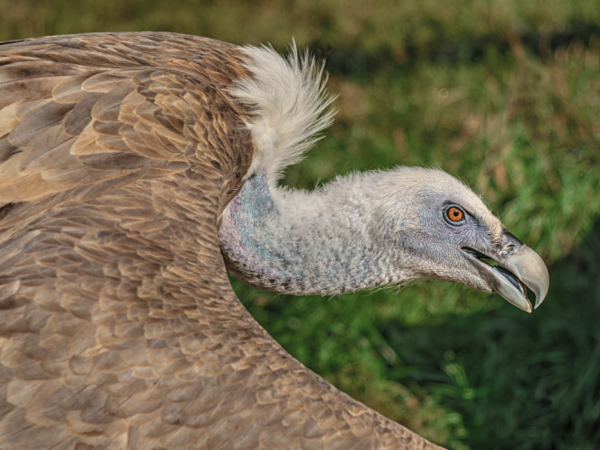 Sup bielohlavý (Gyps fulvus)