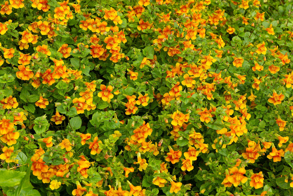 Čarodejka škvrnitá (Erythranthe guttata)