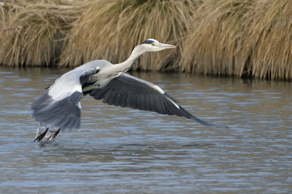 Ardea cinerea vzlet 2