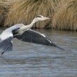 Ardea cinerea vzlet 2