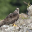 Milvus migrans