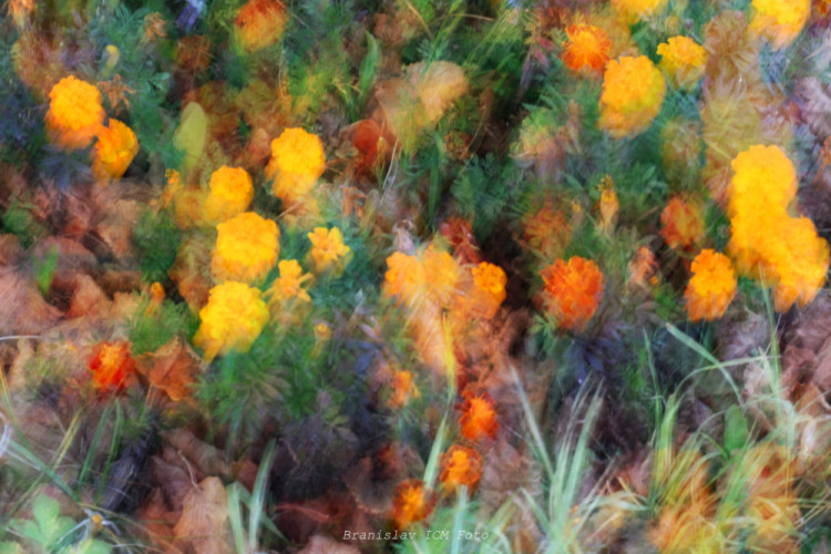 icm
