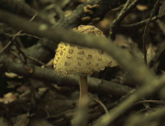 Dada's Mushroom