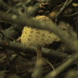 Dada's Mushroom