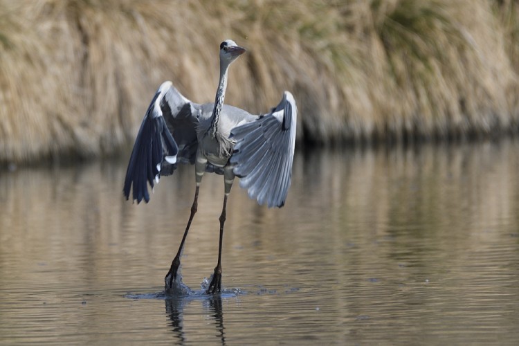 Ardea cinerea