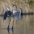 Ardea cinerea