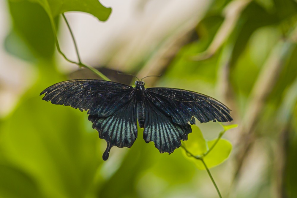 Papilio memnon