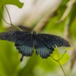 Papilio memnon