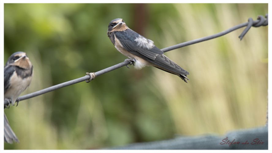 Hirundo rustica (Lastovička obyčajná)