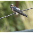 Hirundo rustica (Lastovička obyčajná)