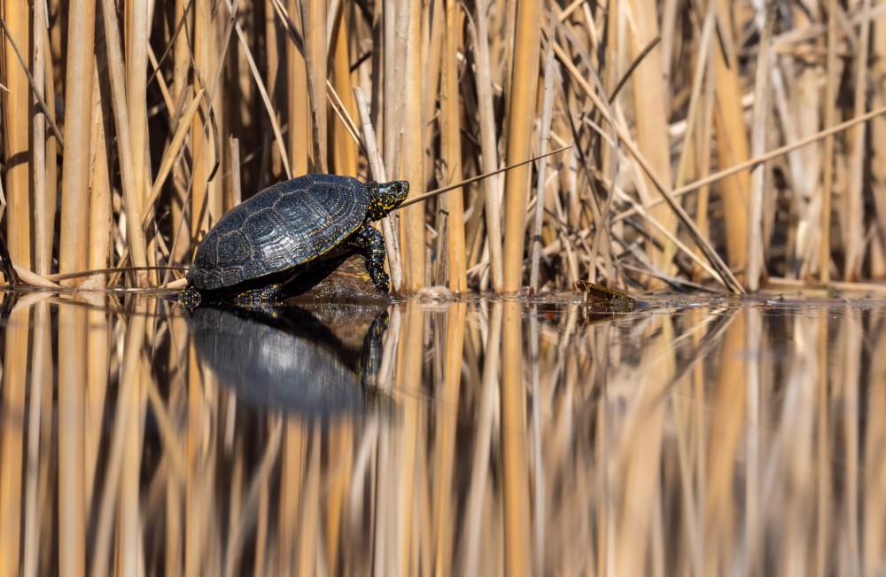 korytnačka močiarna, The European pond turtle (Emys orbicularis)