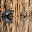 korytnačka močiarna, The European pond turtle (Emys orbicularis)