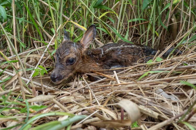 Srnec lesný (Capreolus capreolus)