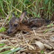 Srnec lesný (Capreolus capreolus)