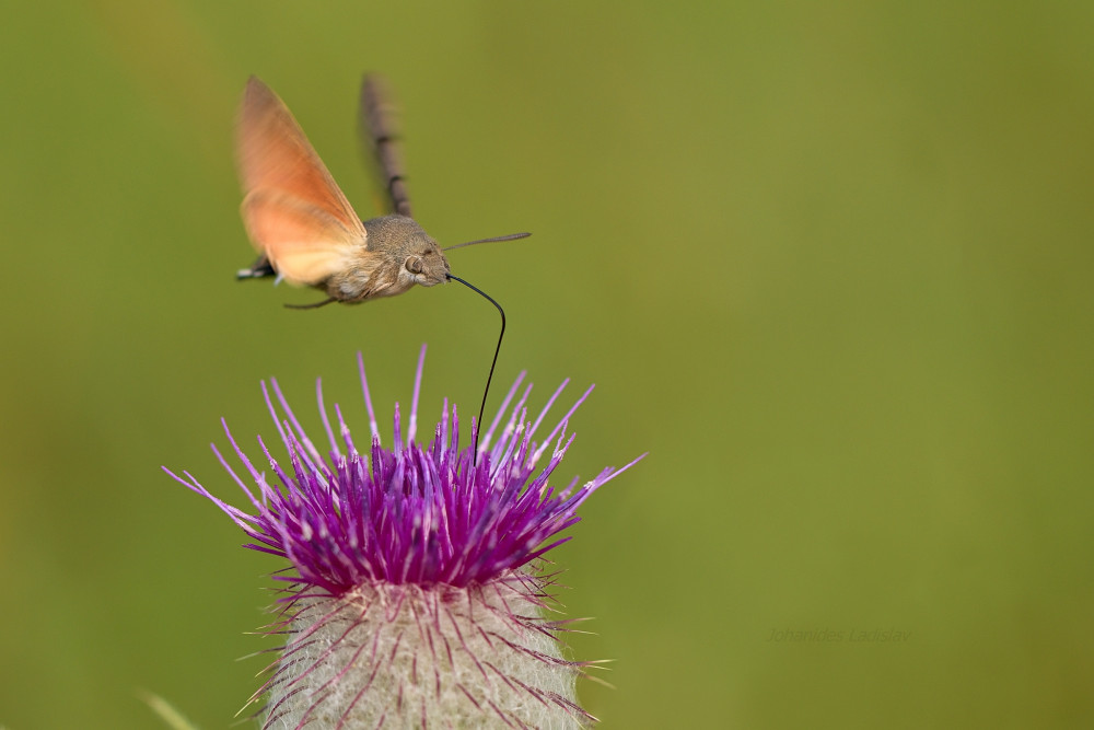 Macroglossum stellatarum