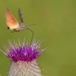 Macroglossum stellatarum