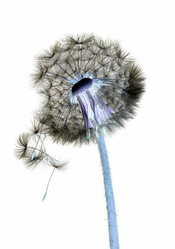 Taraxacum officinale