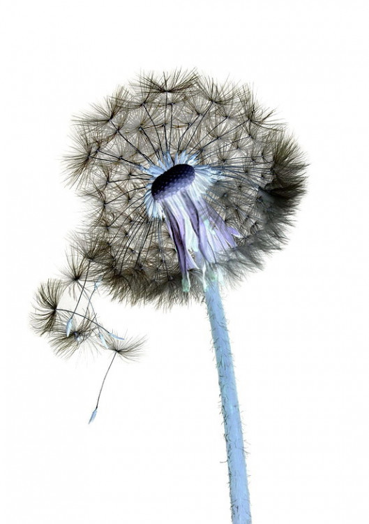 Taraxacum officinale