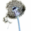 Taraxacum officinale