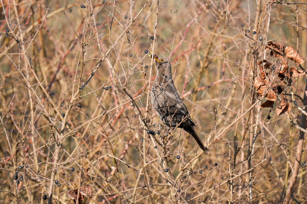 Prichytená pri svačinke