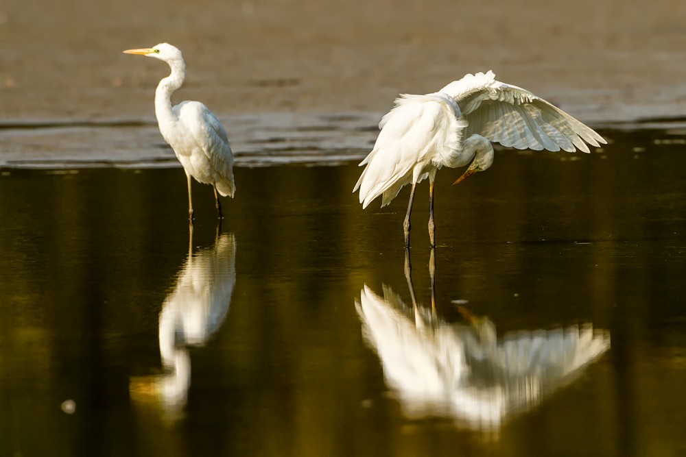 Volavka bílá (Ardea alba)