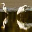 Volavka bílá (Ardea alba)