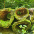 Zelená