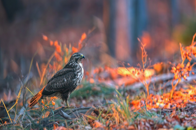 Večerné slnko v jesennom lese