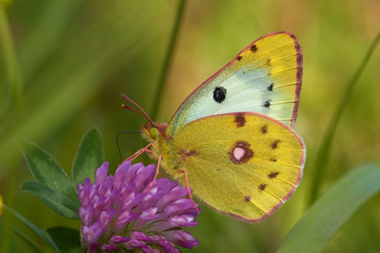 Colias alfacariensis