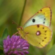 Colias alfacariensis