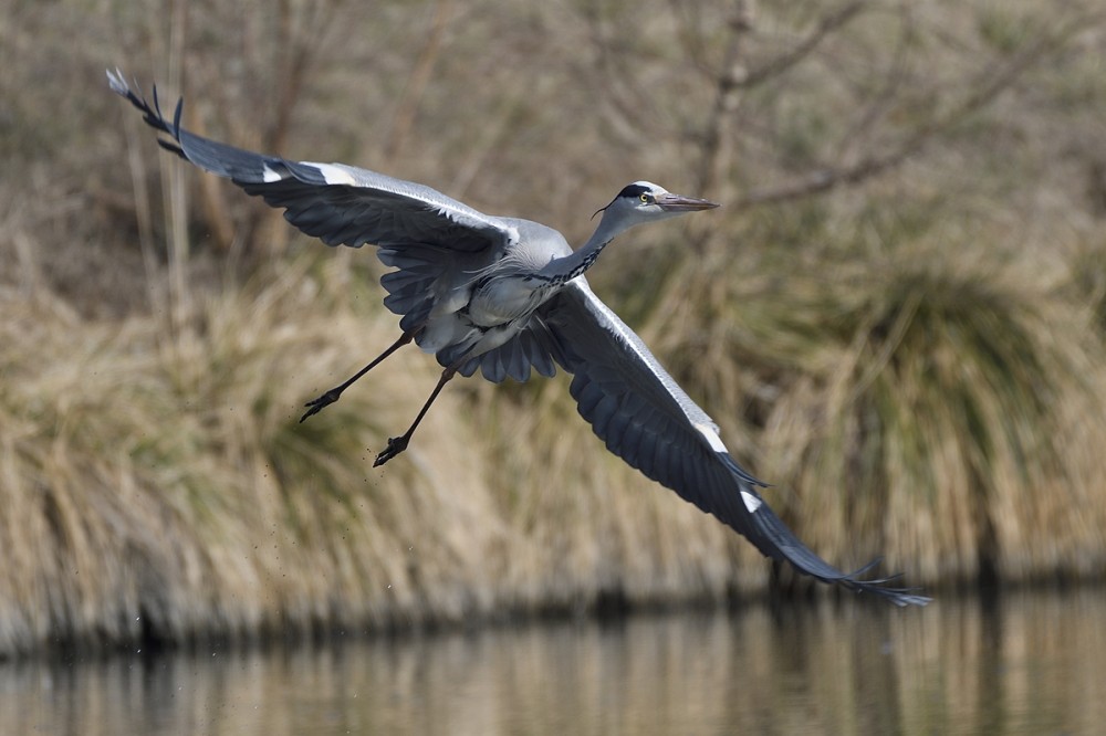 Ardea cinerea