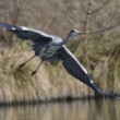 Ardea cinerea