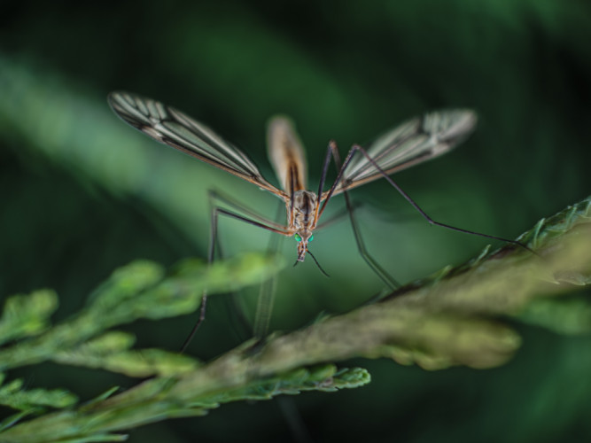 Tipuľa bahenná (Tipula paludosa)