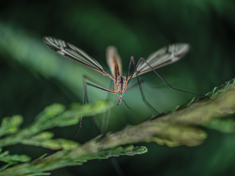 Tipuľa bahenná (Tipula paludosa)