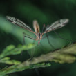 Tipuľa bahenná (Tipula paludosa)