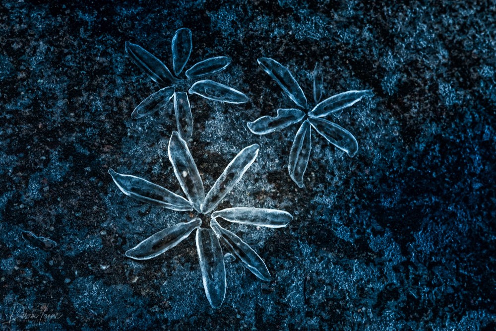 Ľadové kvety