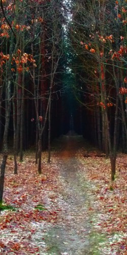 temná cesta lesem