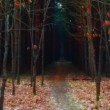temná cesta lesem