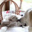 7 dňové slepé šteniatko sa usmieva na mamu
